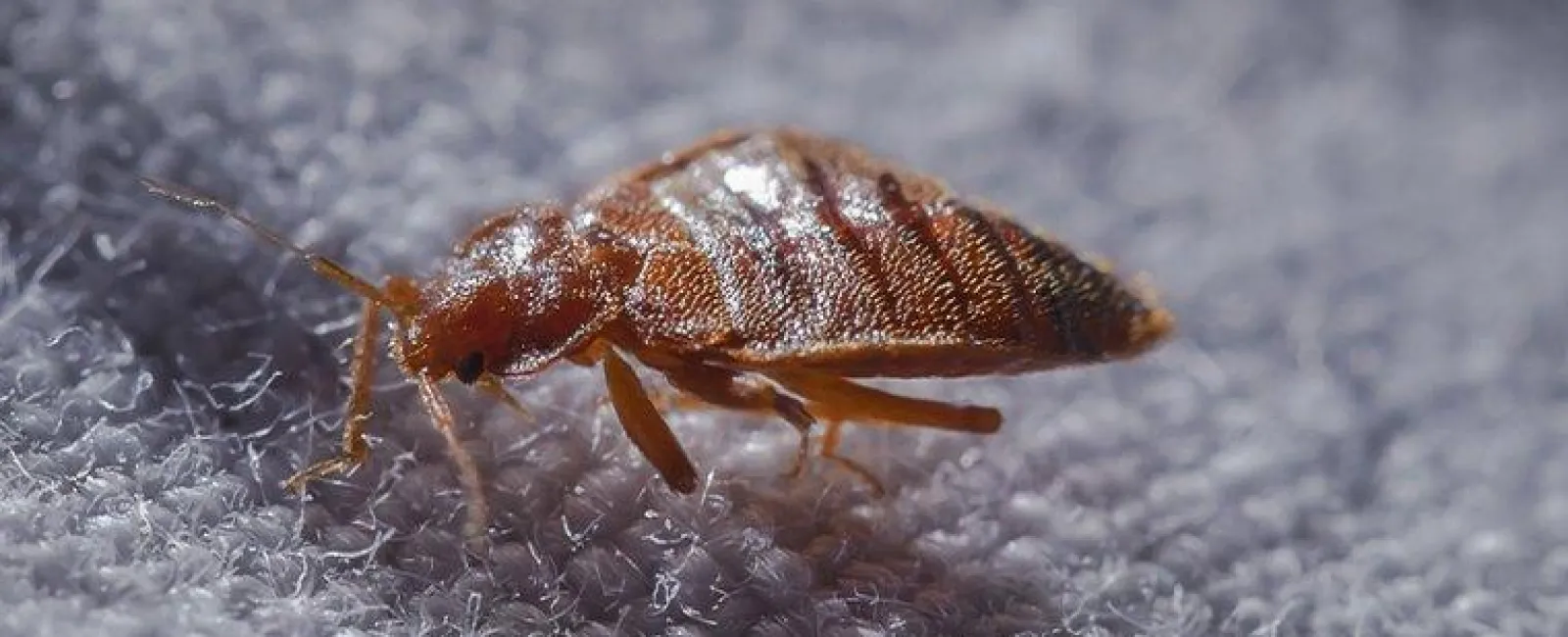 Why You Should Call The Professionals About Bed Bugs In Your Albany Home