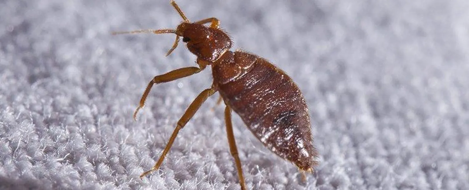 How Can I Prevent Bed Bugs In My Albany Home?