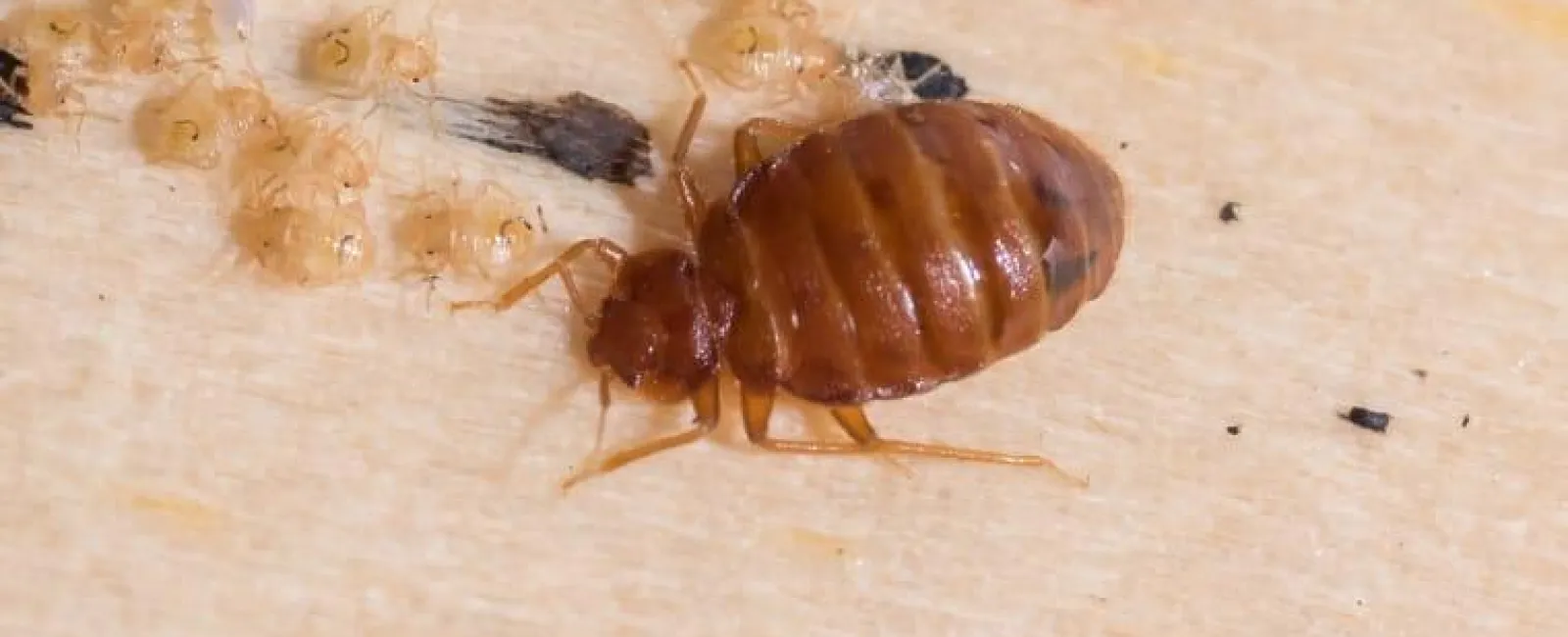 bed bug on the headboard of a bed