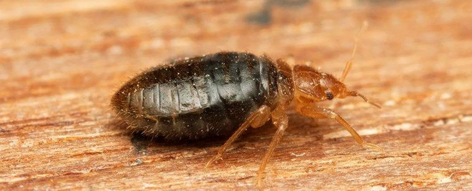 Bed Bug