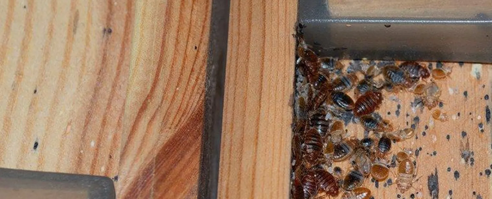 Signs You May Have A Bed Bug Problem In Your Hudson Valley Home