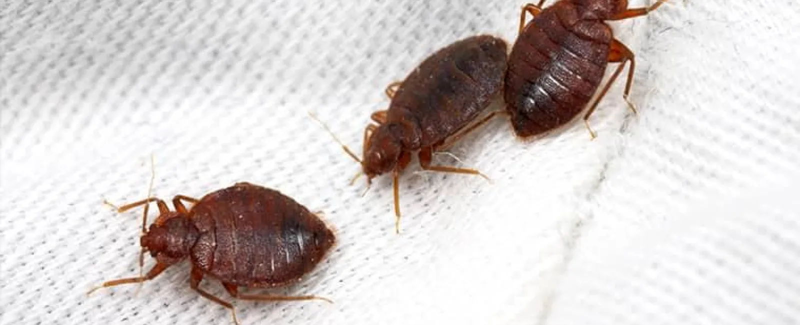 The Problems Bed Bugs Bring To Homes In Central New York