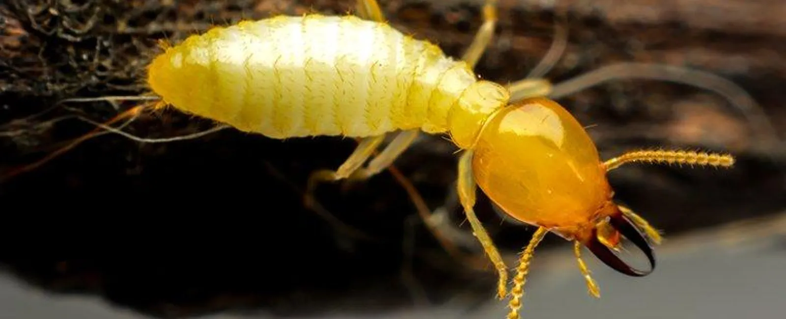 yellow termite on wood