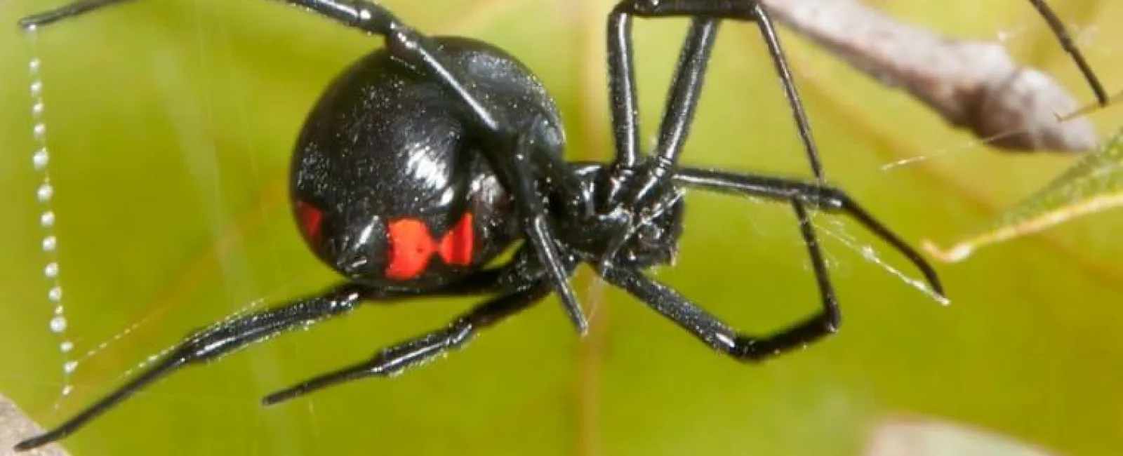 black widow in a nest