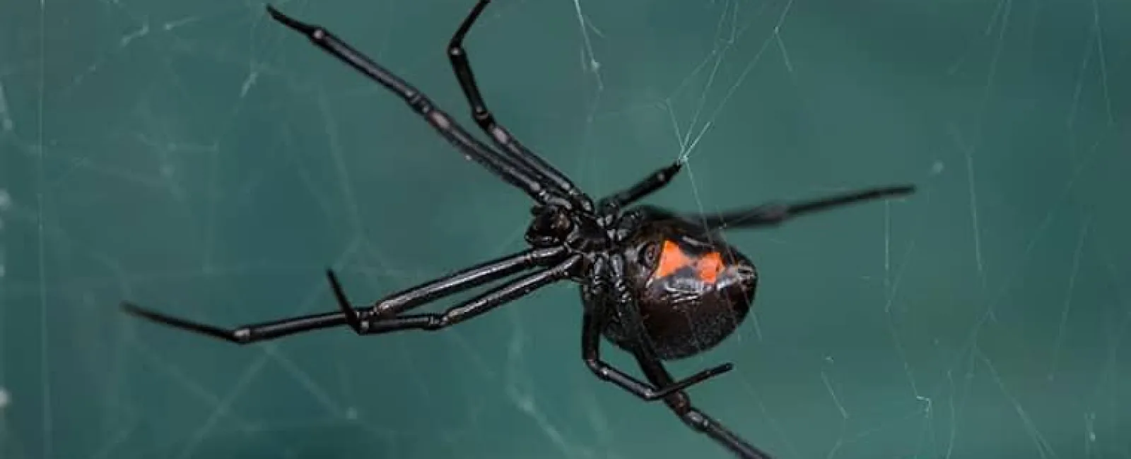 black widow spider