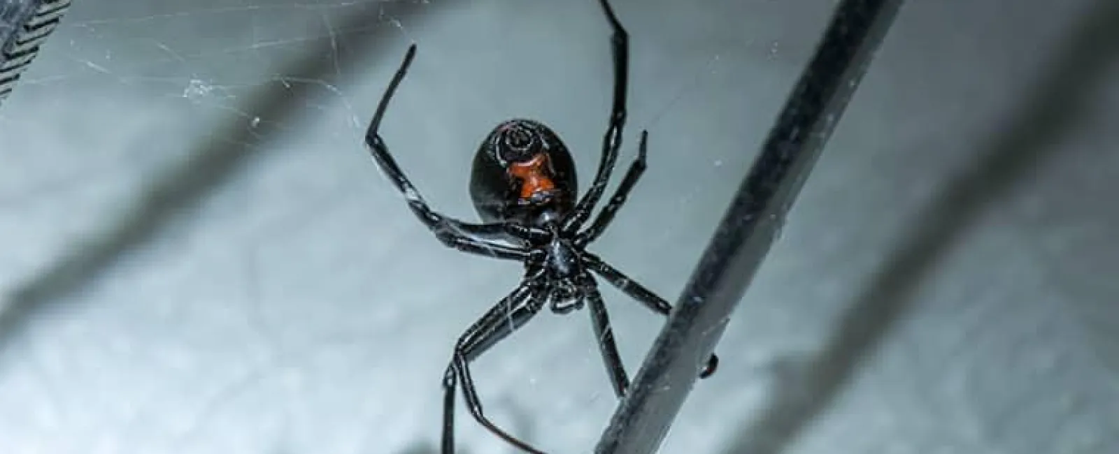 black widow spider in home