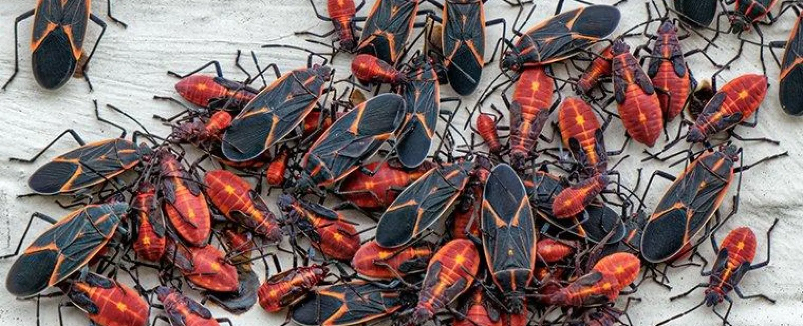 boxelder-bug-infestation-2