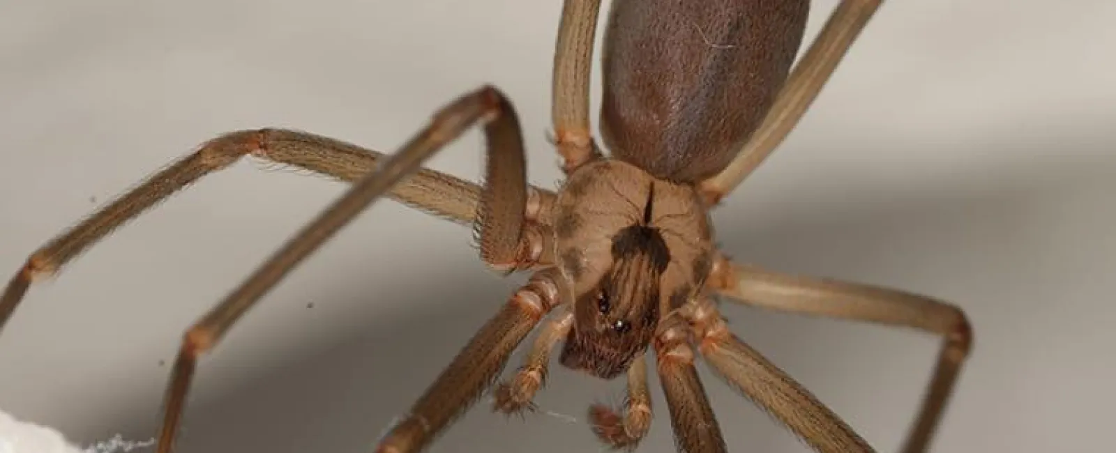 brown recluse spider