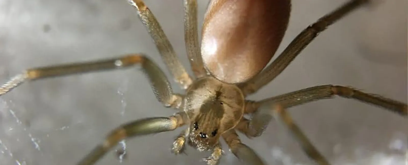 brown recluse spider in web