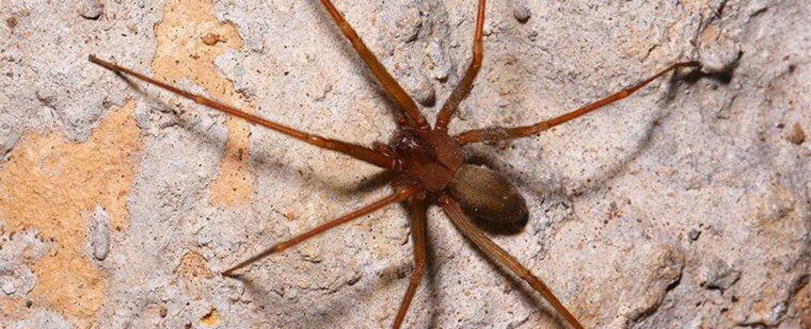 a brown recluse spider in a basement