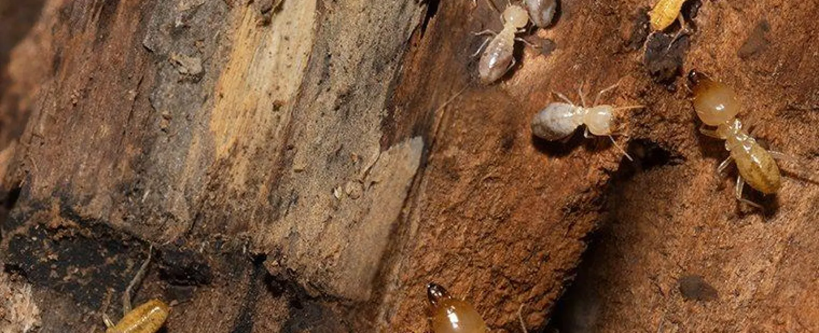bunch-of-termites