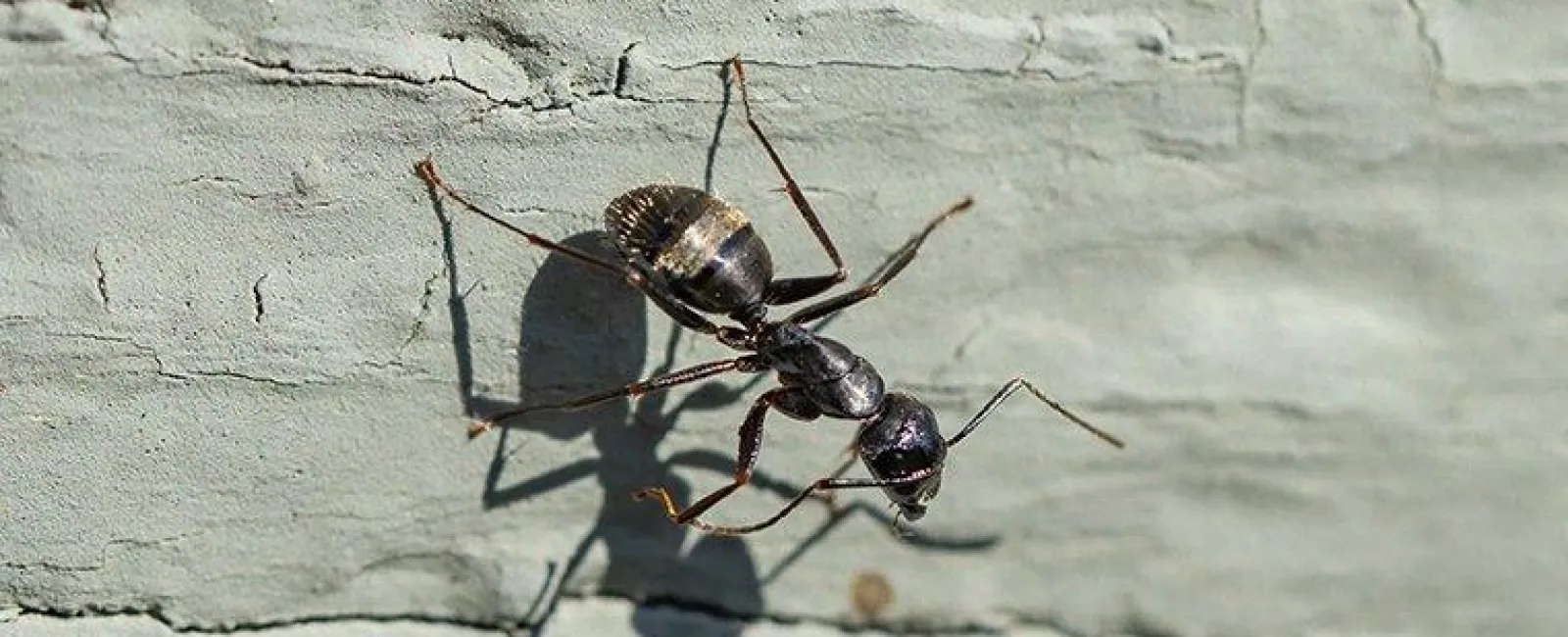 carpenter ant on foundation