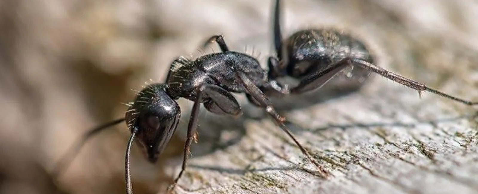 Why Do I Have An Ant Problem In My Richmond Home?
