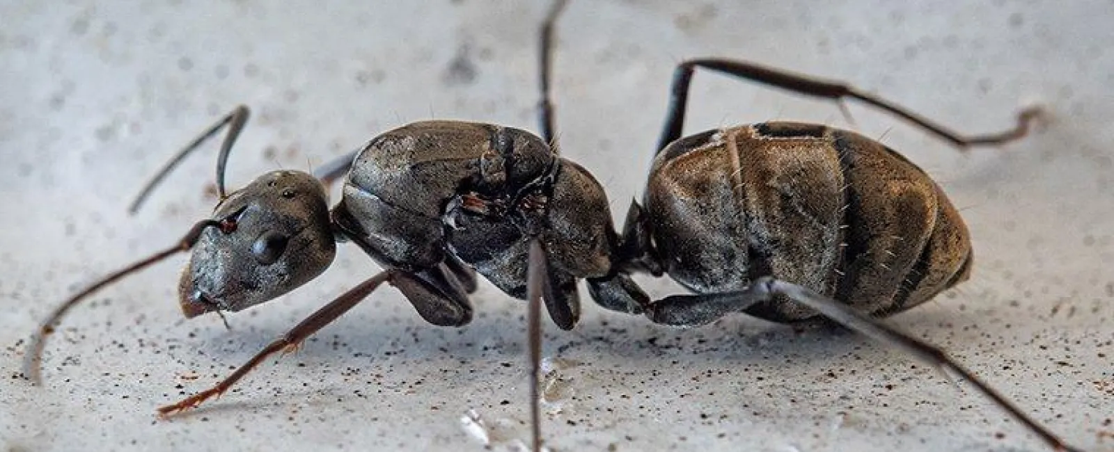 The Best Way To Treat Carpenter Ants In Hudson Valley