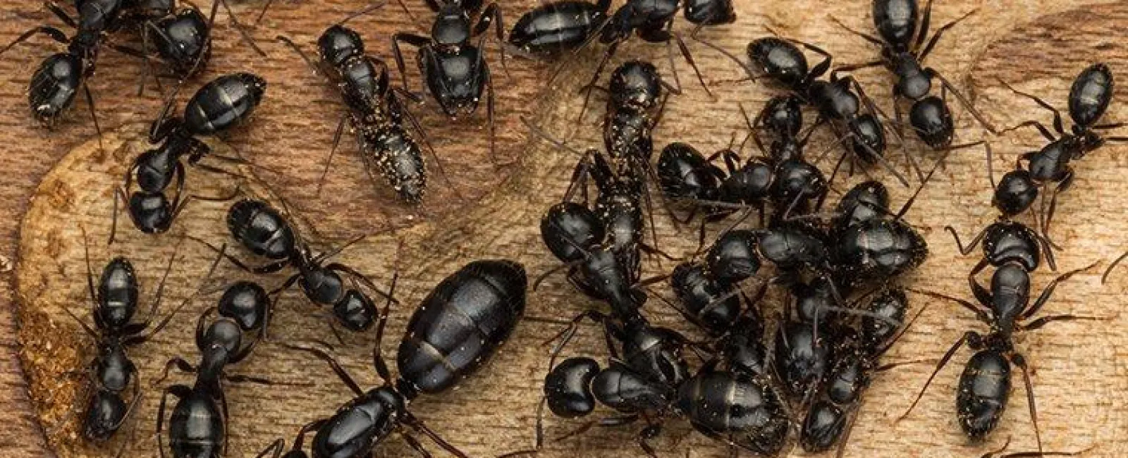 Expert Advice On Ant Prevention For Kingston Homeowners