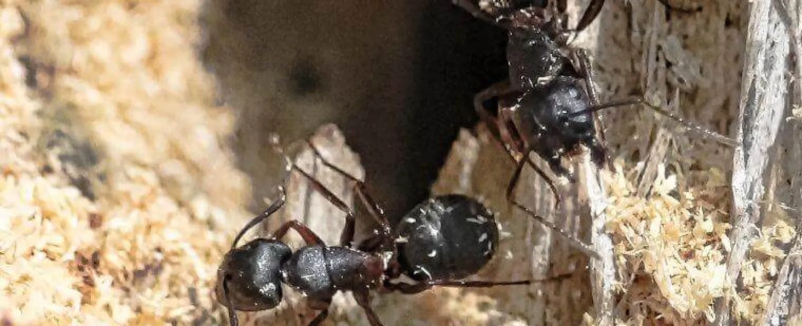 Who Else Wants To Keep Ants Out Of Their New York Home?
