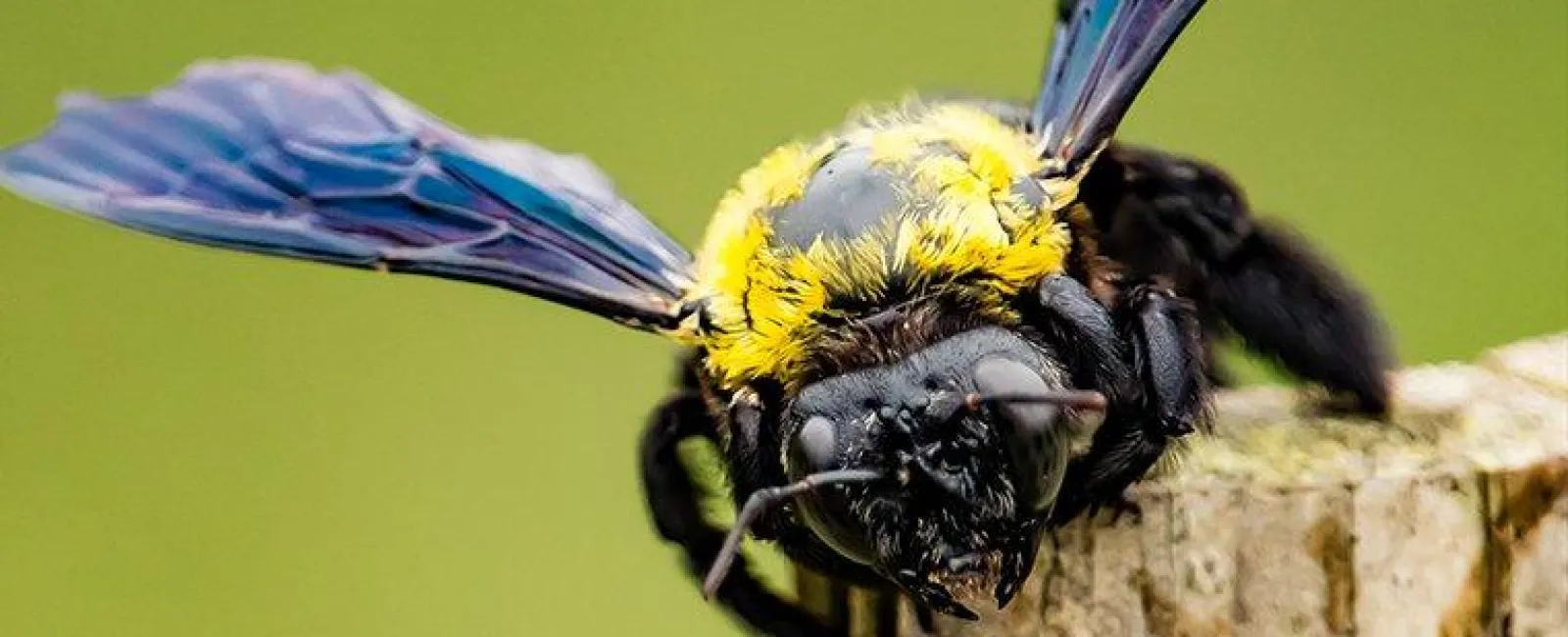Should I Be Worried About Carpenter Bees Found Around My Albany Home?