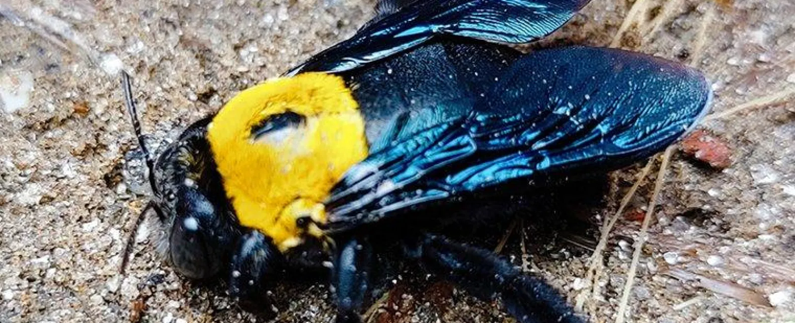 Carpenter Bee
