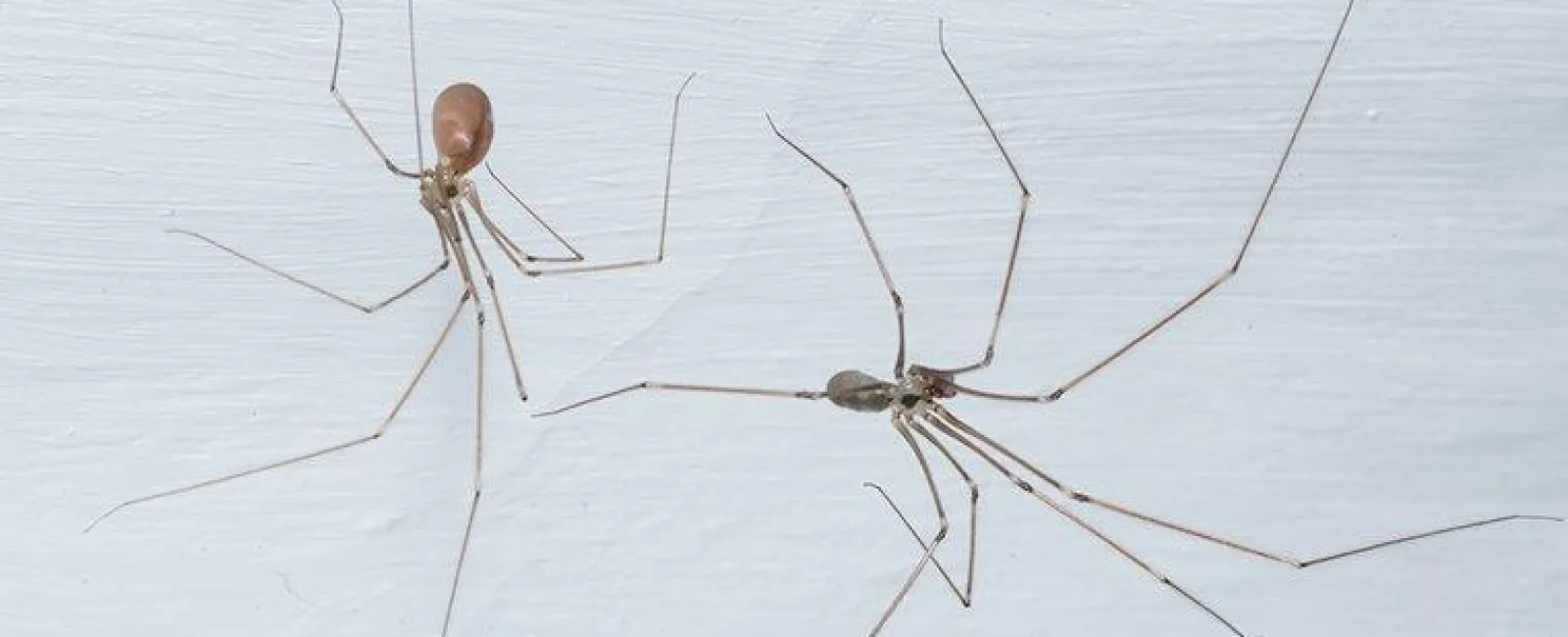 cellar spiders