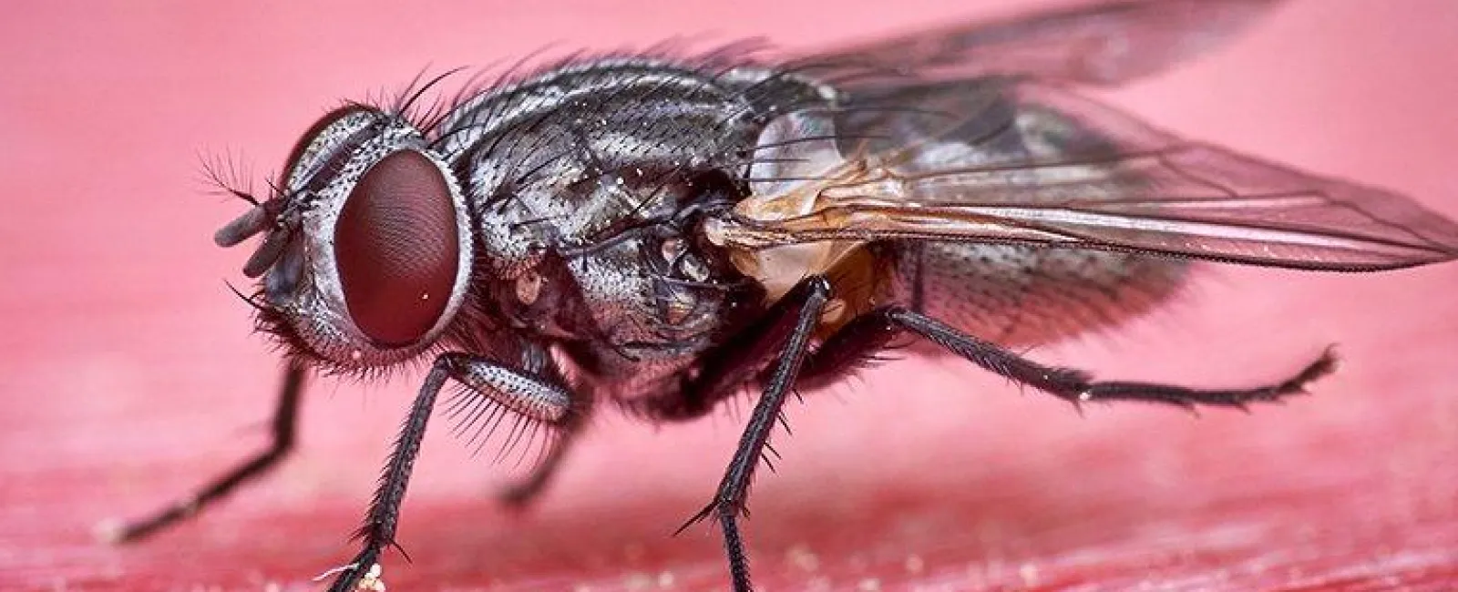 fly