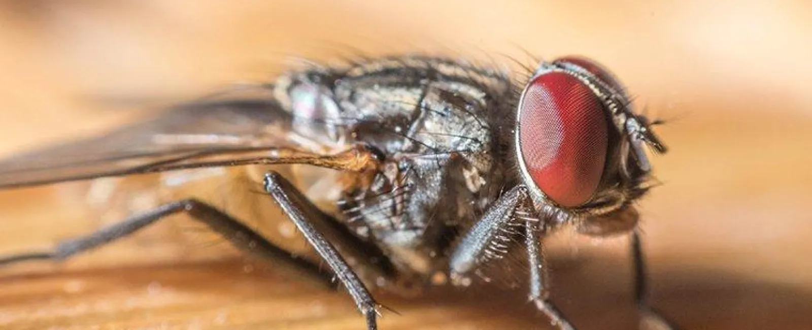 cluster fly on wood