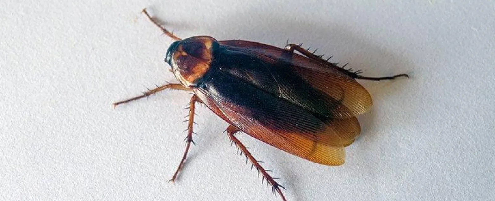 cockroach crawling across surface