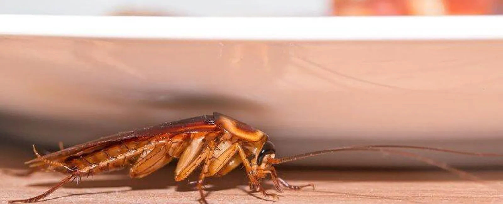 cockroach crawling across surface