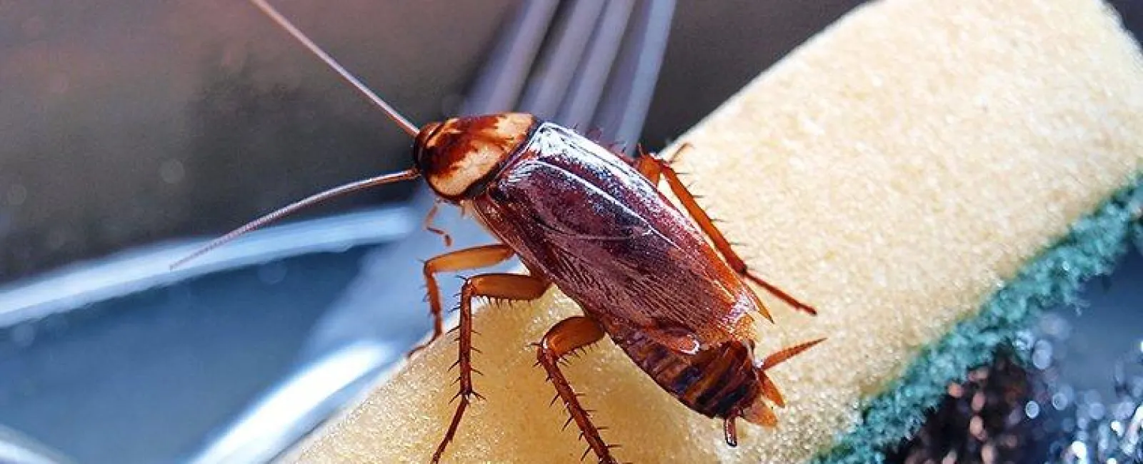 Cockroach