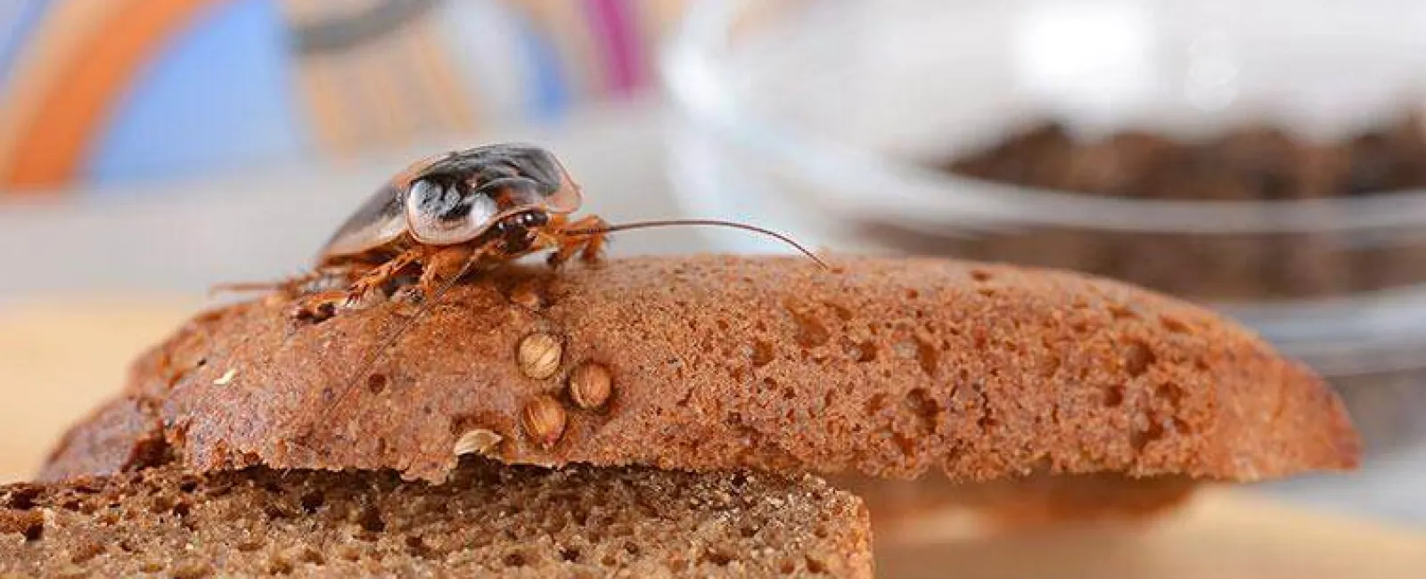 cockroach on bread