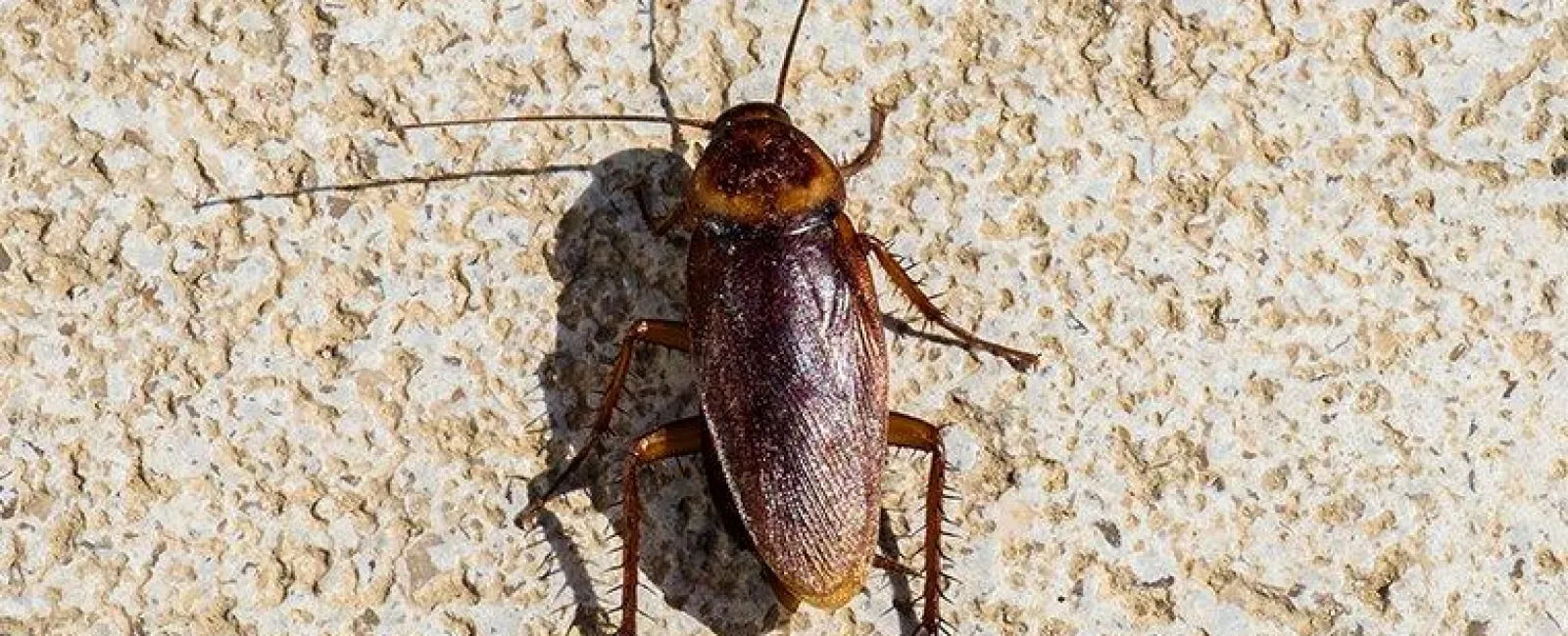 Cockroach