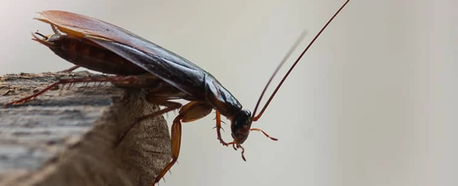 a cockroach on the corner of a table