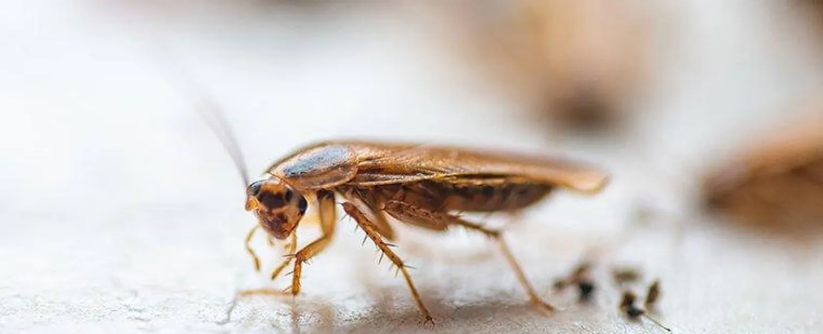 a cockroach crawling in a kitchen