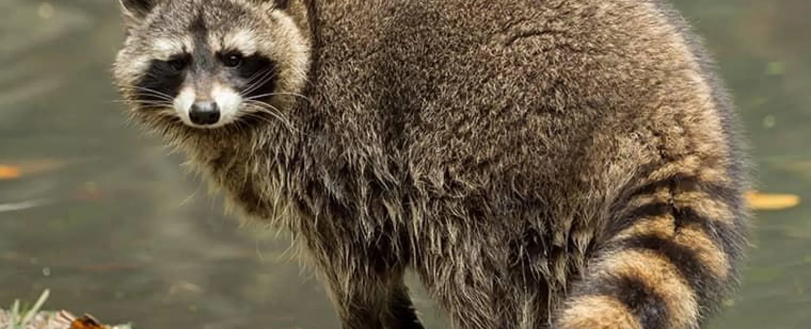 Raccoon