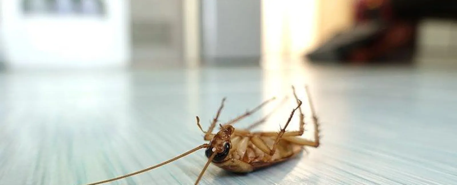 Dead Cockroach