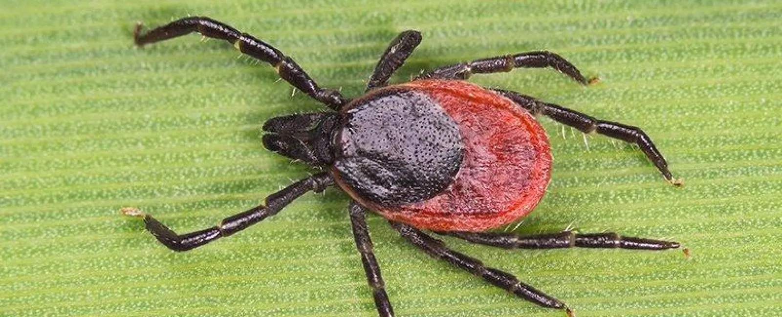 Deer Tick