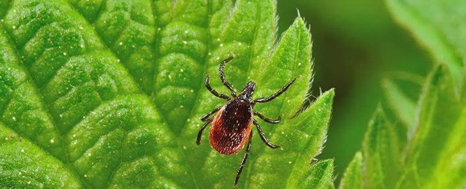 deer tick crawling on leaves