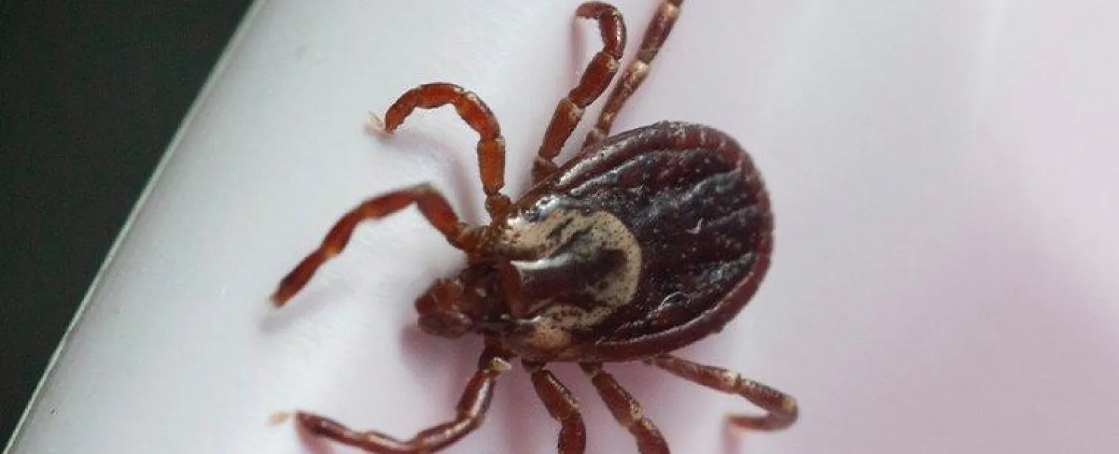 Dog tick