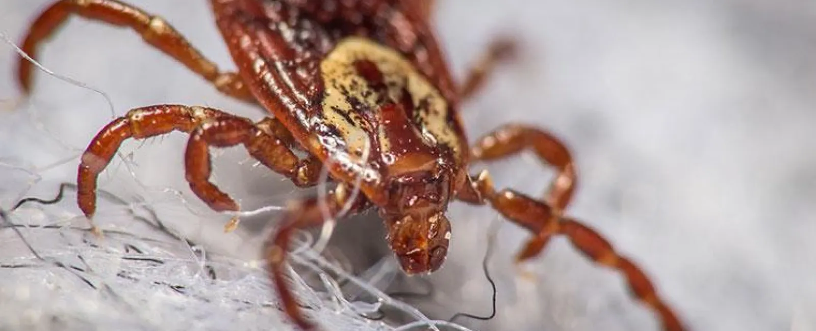 dog tick crawling