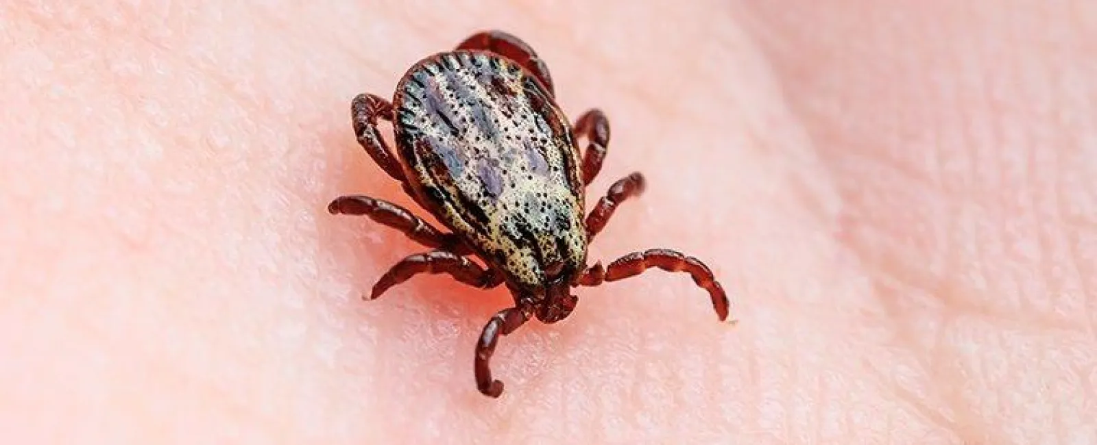 Dog tick in a man's hand