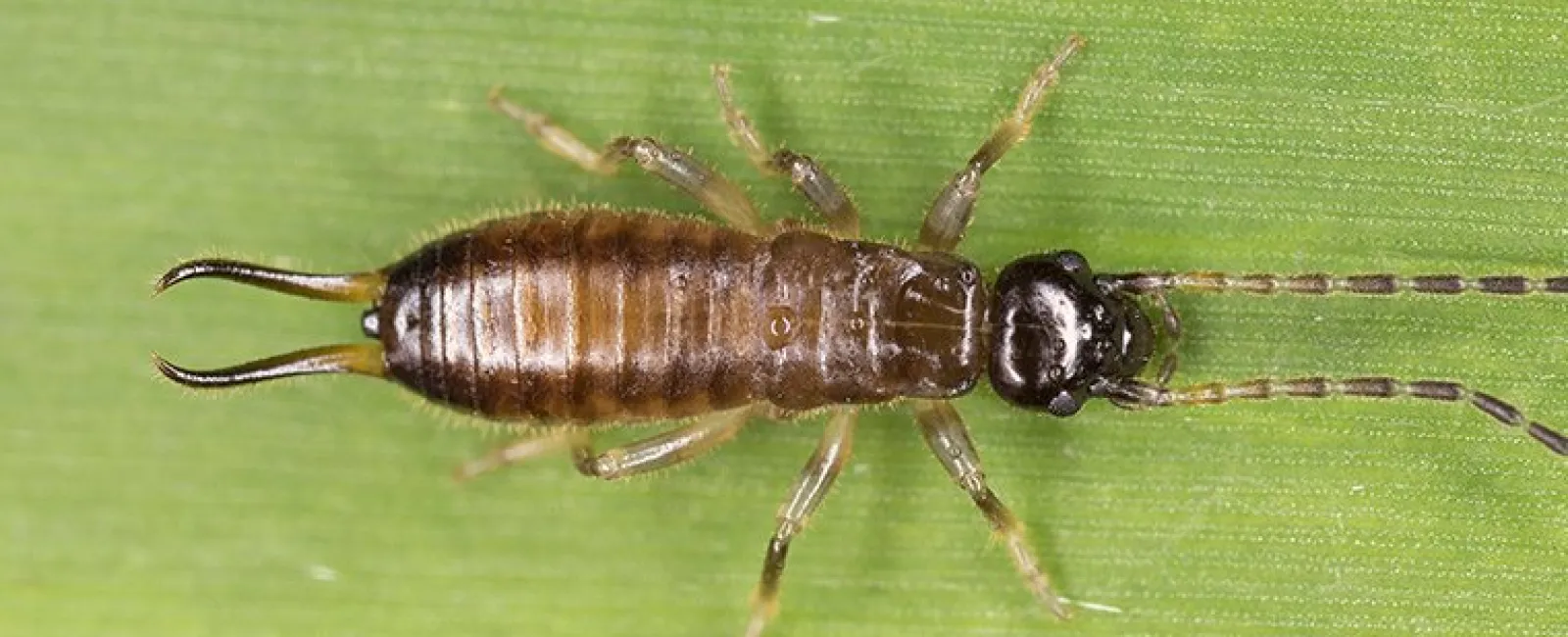 Earwig