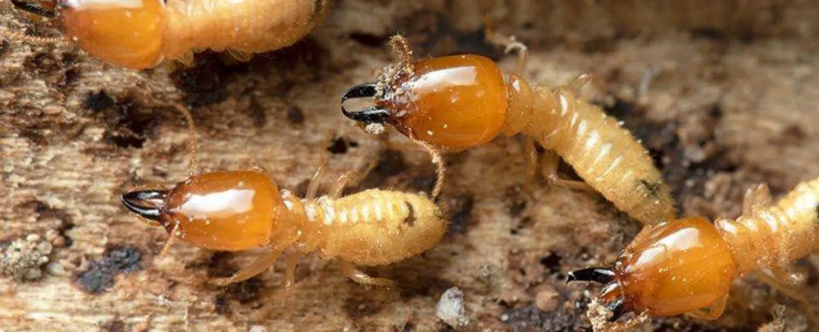 termites