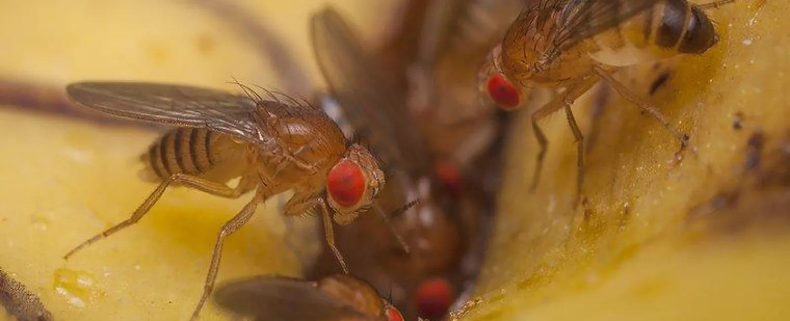fruit flies on food