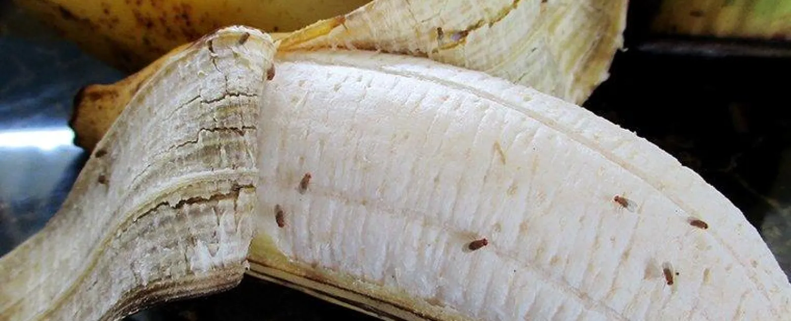 fruit flies on banana
