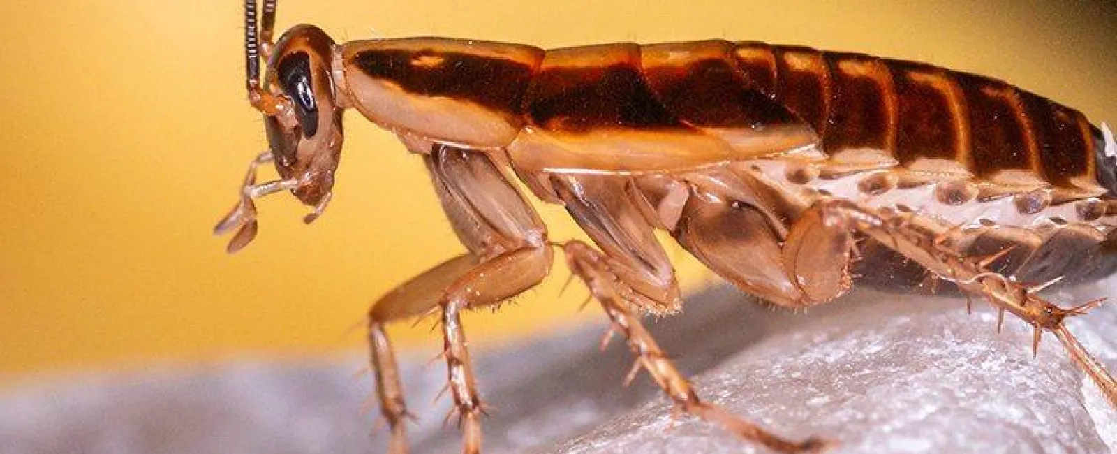 german cockroach