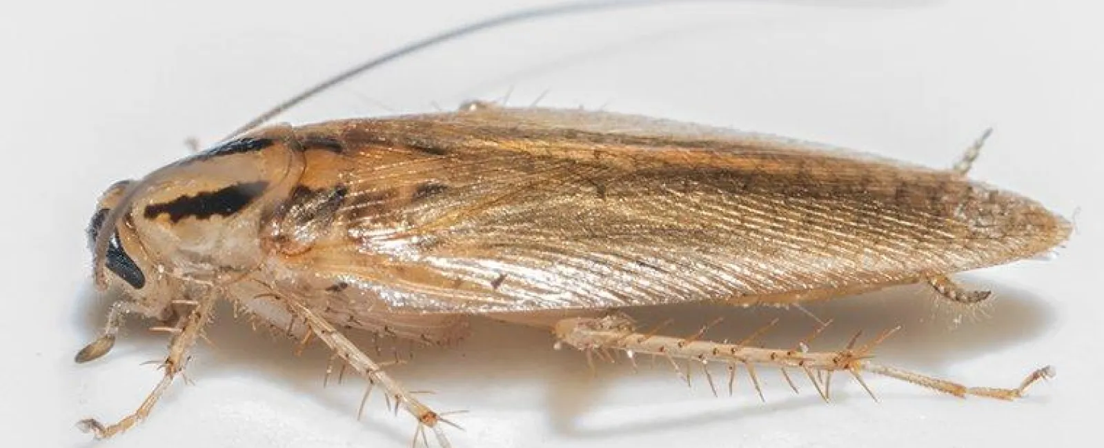 a german cockroach in a kitchen