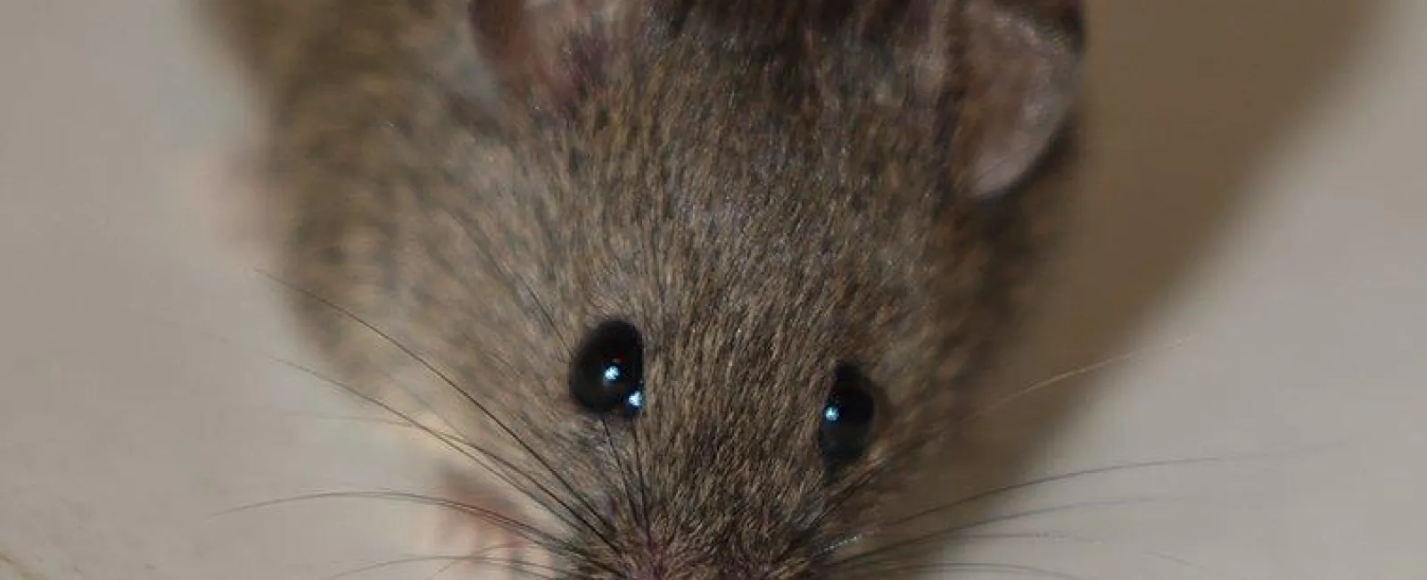 Mice