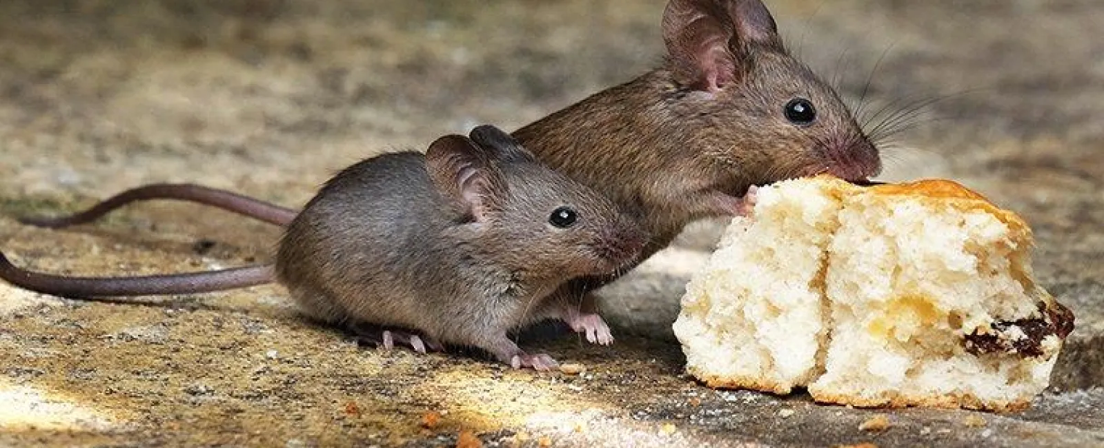 Answers To Richmond's Most Frequently Asked Questions On Mice