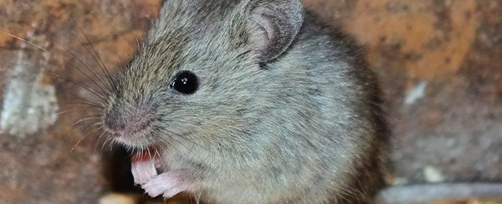 Mice