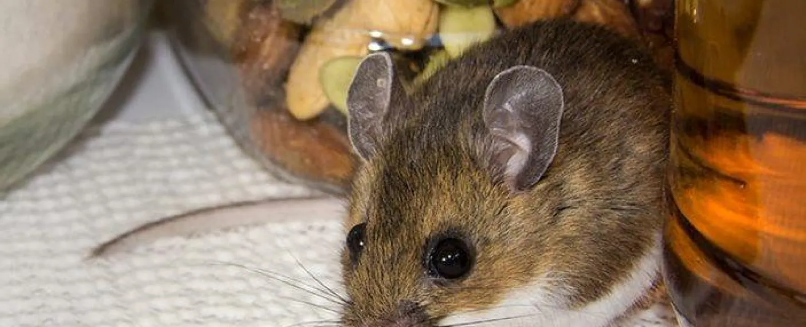 rat