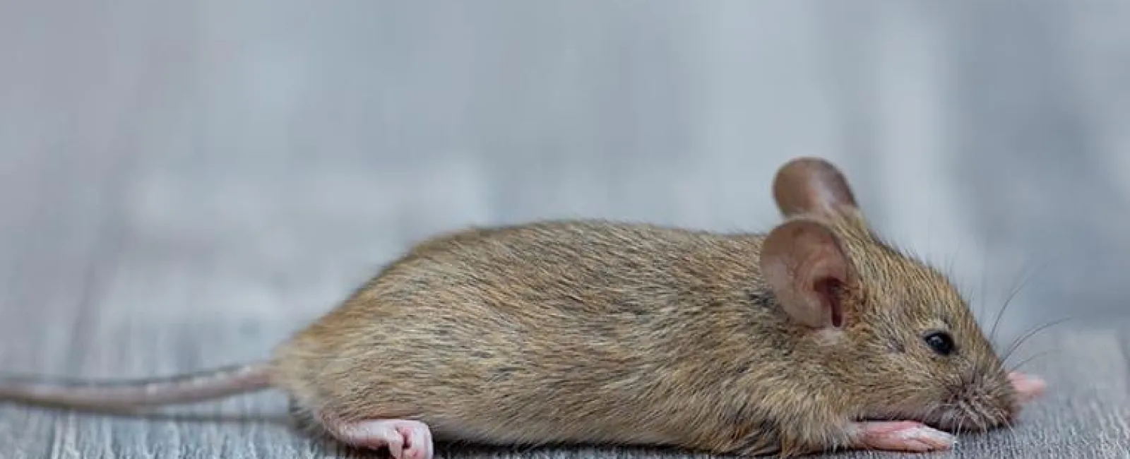 How To Get Rid Of Mice In Your Hudson Valley Home